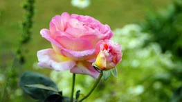 Gloria Dei Peace Rose