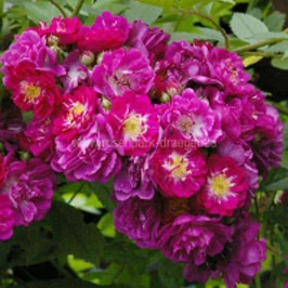 Ramblerrose in Violettfarben