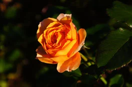 Teehybride Rose in Orange